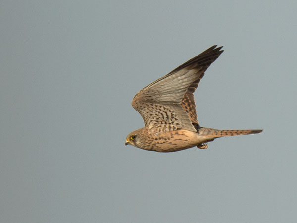 Pikkutuulihaukka, Lesser Kestrel, Falco naumanni