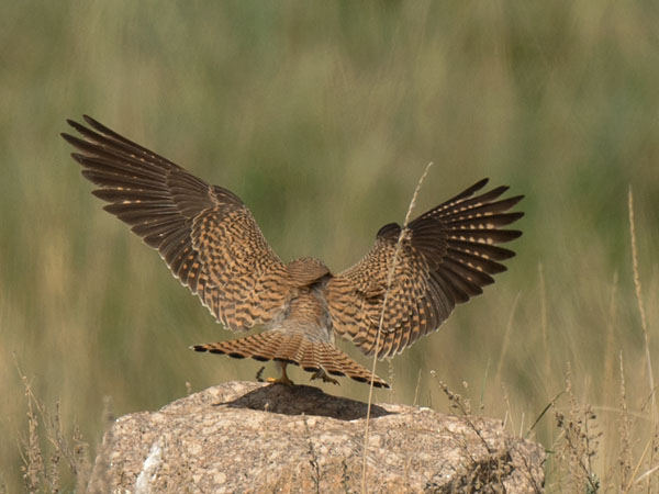 Pikkutuulihaukka, Lesser Kestrel, Falco naumanni