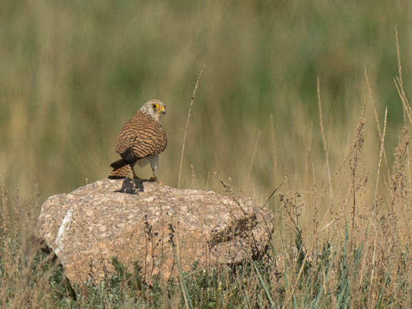 Pikkutuulihaukka, Lesser Kestrel, Falco naumanni