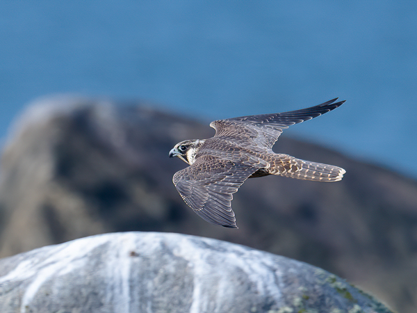 Muuttohaukka, Peregrine Falcon, Falco peregrinus