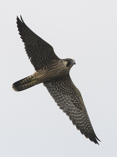 Muuttohaukka, Peregrine Falcon, Falco peregrinus
