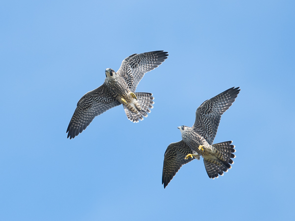 Muuttohaukka, Peregrine Falcon, Falco peregrinus