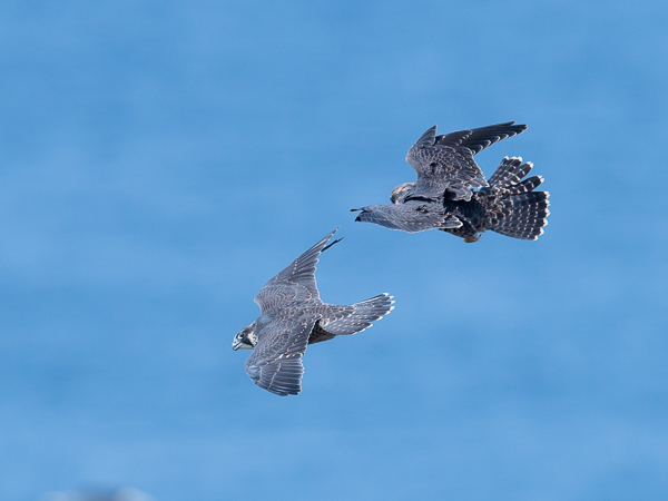 Muuttohaukka, Peregrine Falcon, Falco peregrinus