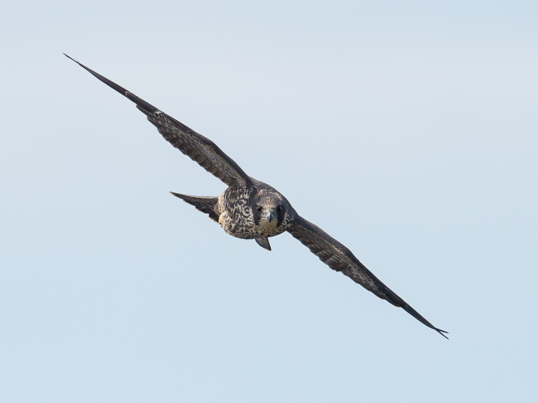 Muuttohaukka, Peregrine Falcon, Falco peregrinus