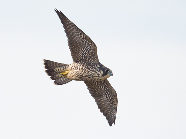 Muuttohaukka, Peregrine Falcon, Falco peregrinus