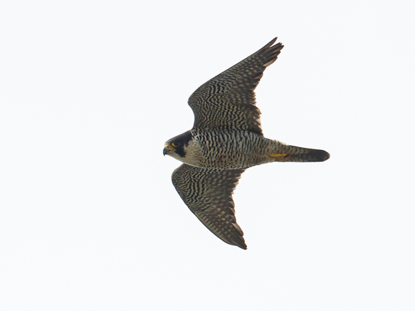 Muuttohaukka, Peregrine Falcon, Falco peregrinus