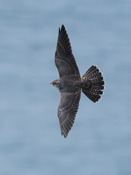 Muuttohaukka, Peregrine Falcon, Falco peregrinus