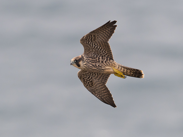 Muuttohaukka, Peregrine Falcon, Falco peregrinus