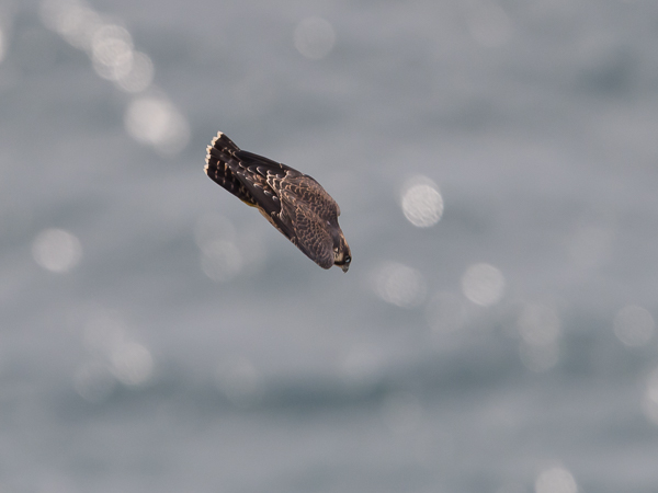 Muuttohaukka, Peregrine Falcon, Falco peregrinus