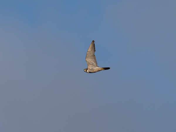 Muuttohaukka, Peregrine Falcon, Falco peregrinus