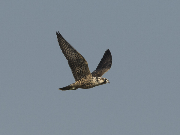 Muuttohaukka, Peregrine Falcon, Falco peregrinus