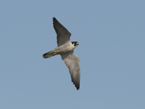 Muuttohaukka, Peregrine Falcon, Falco peregrinus