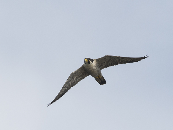 Muuttohaukka, Peregrine Falcon, Falco peregrinus