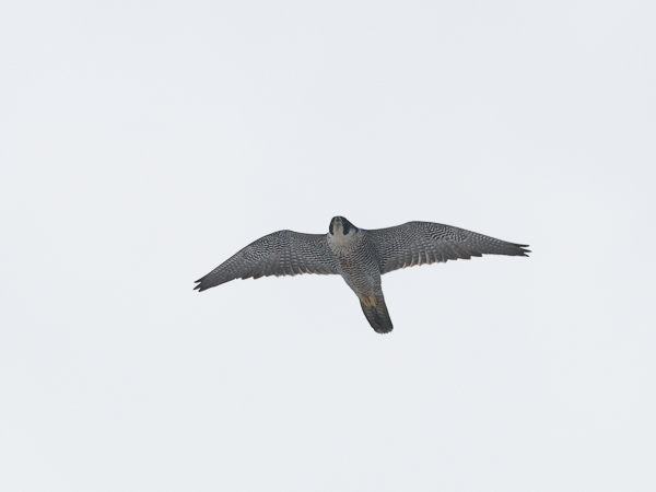 Muuttohaukka, Peregrine Falcon, Falco peregrinus
