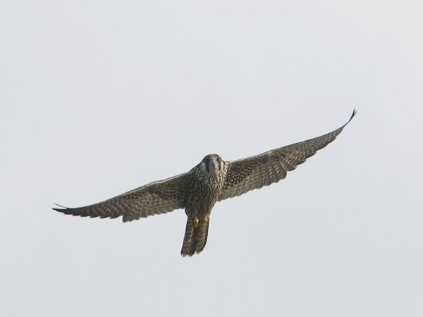 Muuttohaukka, Peregrine Falcon, Falco peregrinus