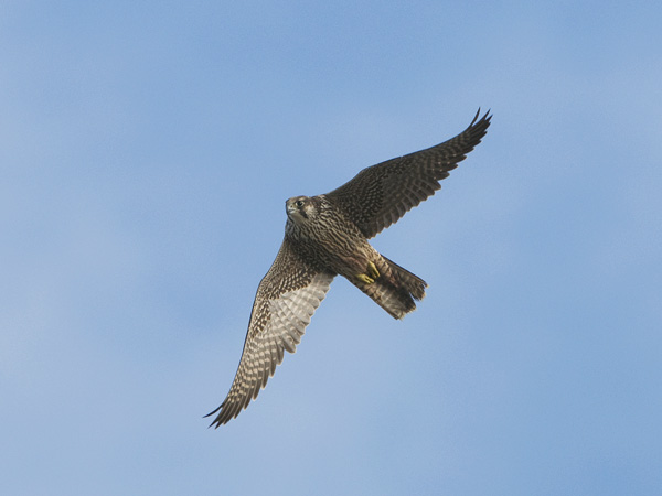 Muuttohaukka, Peregrine Falcon, Falco peregrinus