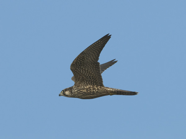 Muuttohaukka, Peregrine Falcon, Falco peregrinus