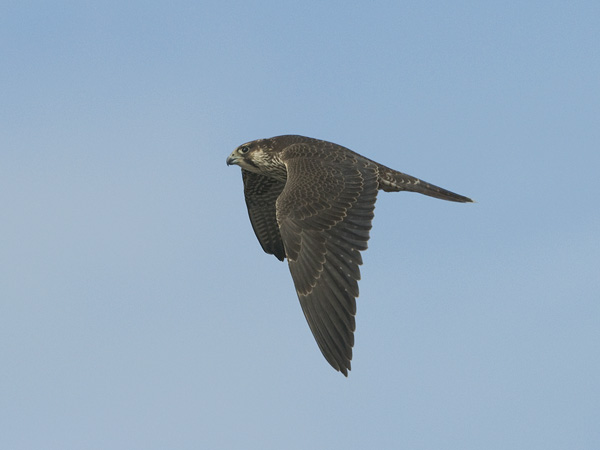 Muuttohaukka, Peregrine Falcon, Falco peregrinus