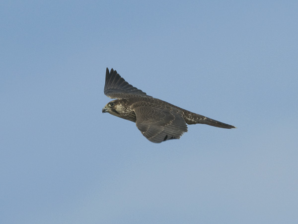 Muuttohaukka, Peregrine Falcon, Falco peregrinus