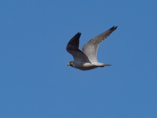 Muuttohaukka, Peregrine Falcon, Falco peregrinus