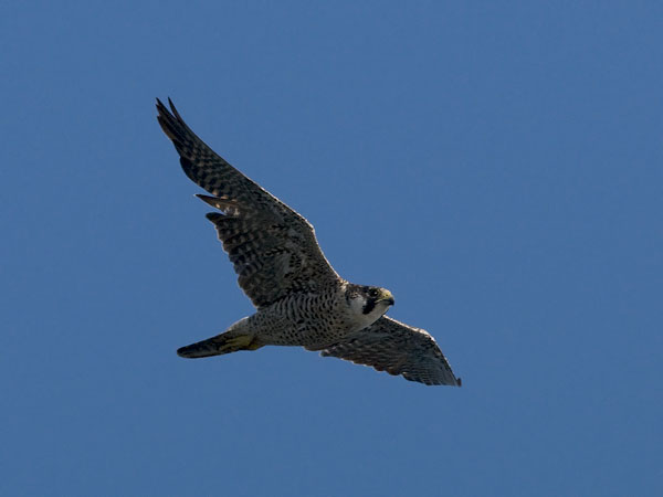 Muuttohaukka, Peregrine Falcon, Falco peregrinus