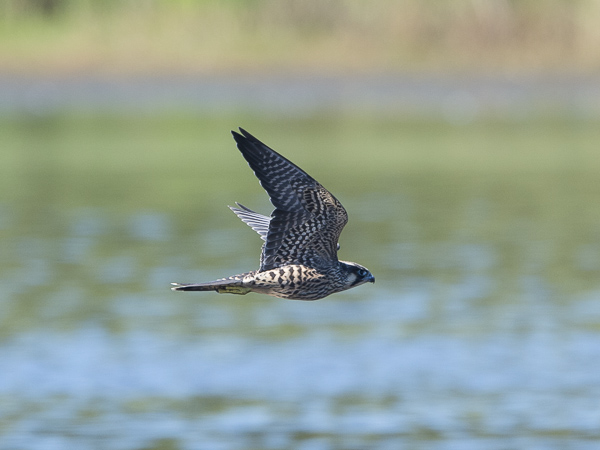 Muuttohaukka, Peregrine Falcon, Falco peregrinus
