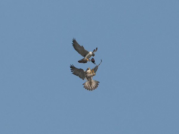 Muuttohaukka, Peregrine Falcon, Falco peregrinus