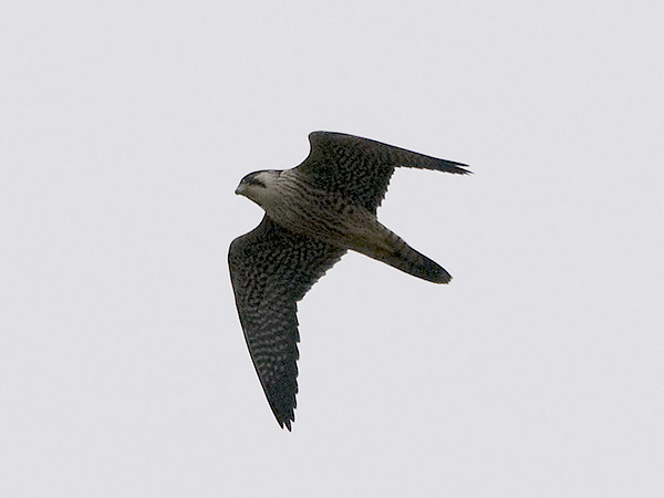 Muuttohaukka, Peregrine Falcon, Falco peregrinus