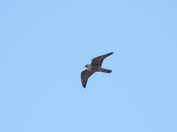 Muuttohaukka, Peregrine Falcon, Falco peregrinus