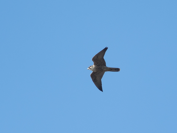 Muuttohaukka, Peregrine Falcon, Falco peregrinus