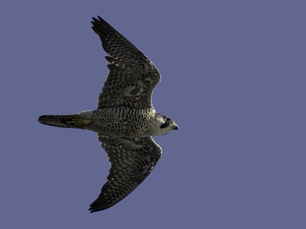 Muuttohaukka, Peregrine Falcon, Falco peregrinus