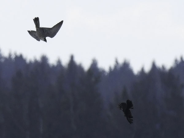 Muuttohaukka, Peregrine Falcon, Falco peregrinus