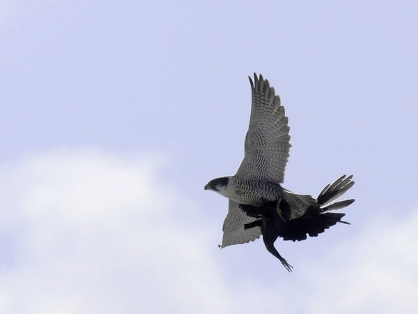 Muuttohaukka, Peregrine Falcon, Falco peregrinus