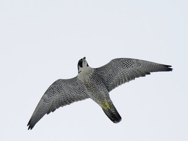 Muuttohaukka, Peregrine Falcon, Falco peregrinus