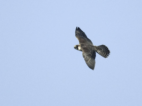 Muuttohaukka, Peregrine Falcon, Falco peregrinus