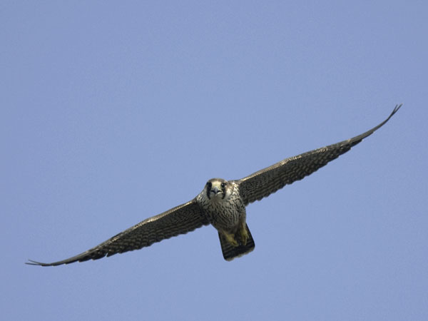Muuttohaukka, Peregrine Falcon, Falco peregrinus