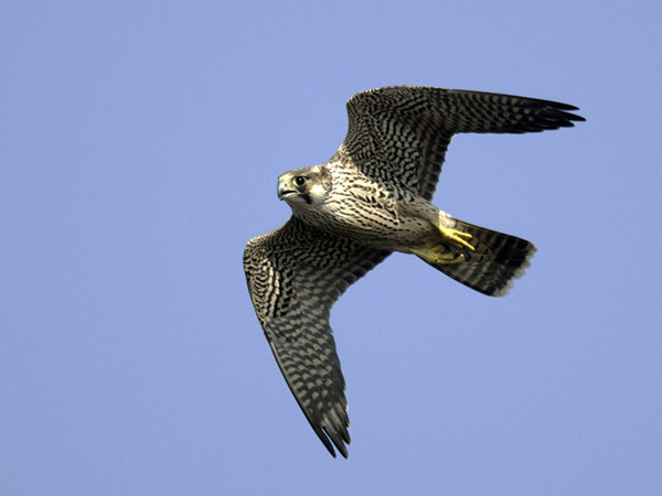 Muuttohaukka, Peregrine Falcon, Falco peregrinus