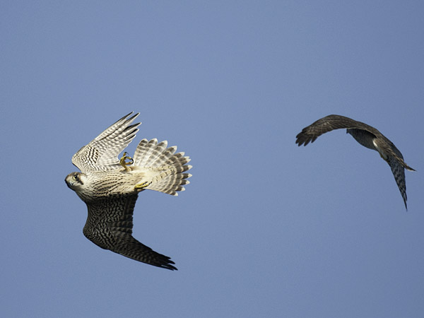 Muuttohaukka, Peregrine Falcon, Falco peregrinus