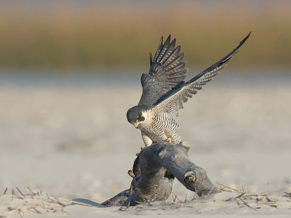 Muuttohaukka, Peregrine Falcon, Falco peregrinus
