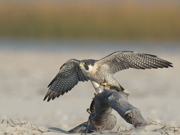 Muuttohaukka, Peregrine Falcon, Falco peregrinus