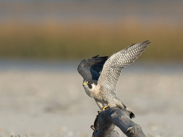 Muuttohaukka, Peregrine Falcon, Falco peregrinus