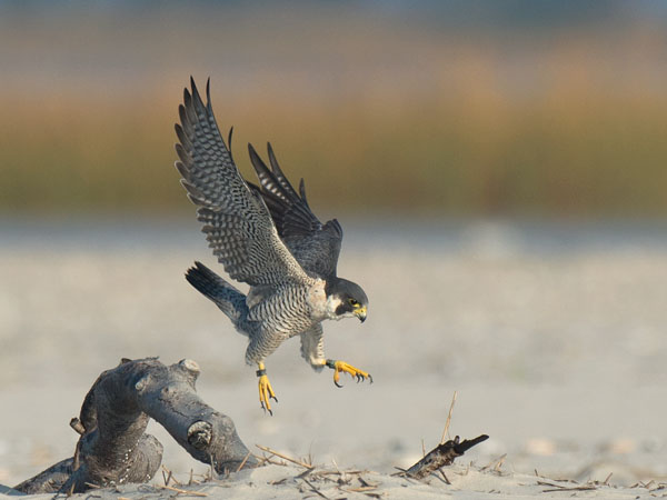 Muuttohaukka, Peregrine Falcon, Falco peregrinus