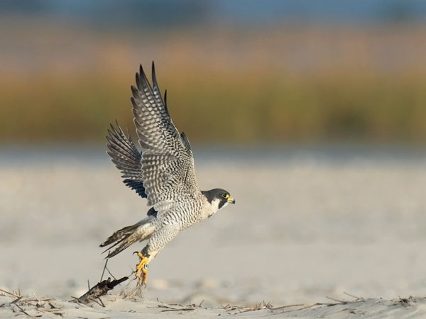 Muuttohaukka, Peregrine Falcon, Falco peregrinus