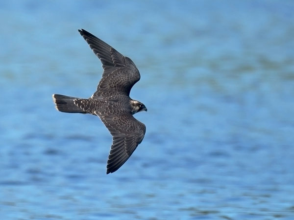 Muuttohaukka, Peregrine Falcon, Falco peregrinus