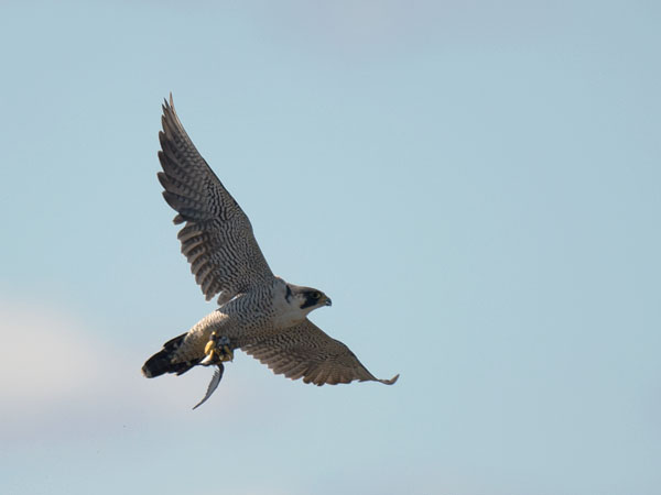 Muuttohaukka, Peregrine Falcon, Falco peregrinus