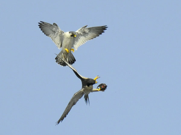 Muuttohaukka, Peregrine Falcon, Falco peregrinus
