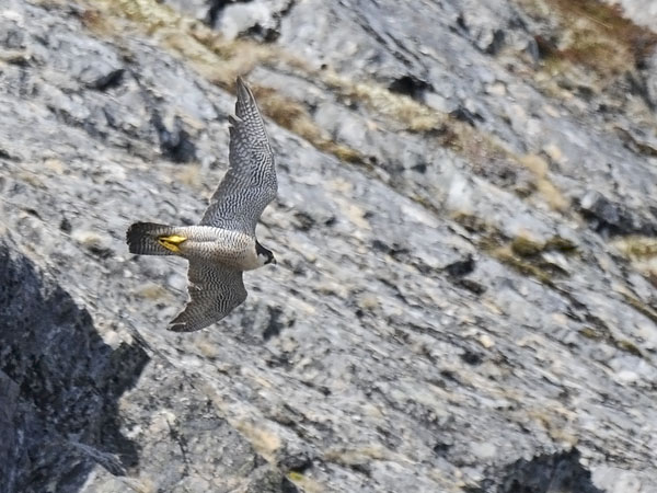 Muuttohaukka, Peregrine Falcon, Falco peregrinus