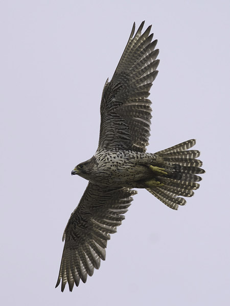 Tunturihaukka, Gyr Falcon, Falco rusticolus