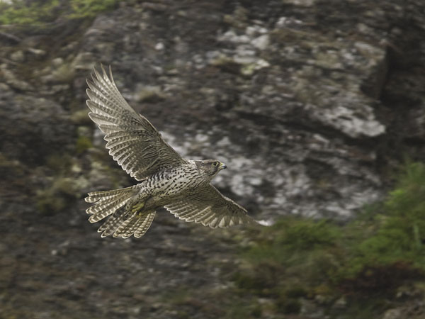 Tunturihaukka, Gyr Falcon, Falco rusticolus