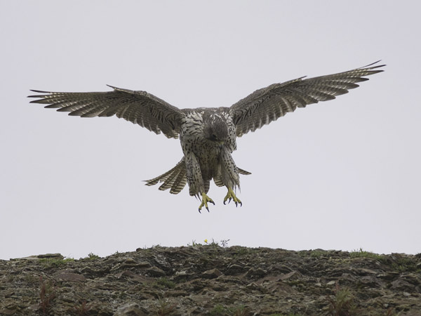 Tunturihaukka, Gyr Falcon, Falco rusticolus